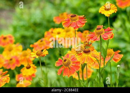 Kupferorange Blüten von Helenium 'Waldtraut', Helenium 'Waltraut'. Sneezezeeed 'Waltraut', Falsche Sonnenblume, Helens Blume, Gelber Stern Stockfoto