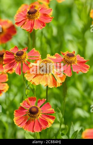 Kupferorange Blüten von Helenium 'Waldtraut', Helenium 'Waltraut'. Sneezezeeed 'Waltraut', Falsche Sonnenblume, Helens Blume, Gelber Stern Stockfoto