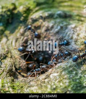 Schwarze Ameisen am Eingang ihres Nestes in Holzatmosphäre Stockfoto
