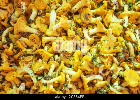 Schmutzige Pfifferlinge Pilze Textur. Natürlicher Hintergrund mit Lebensmitteln. Frisch gepflückte goldgelbe Pfifferlinge. Aus Wald in natürlichem Zustand Stockfoto
