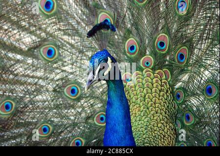 Indian Peafowl - Pavo cristatus, wunderschön ikonischen farbigen Vogel aus indischen Wäldern und Wiesen, Sri Lanka. Stockfoto