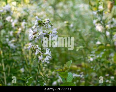 Wild Sweet William weiße Blumen, Saponaria officinalis Stockfoto