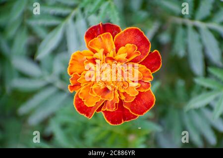 Nahaufnahme der französischen Ringelblume im Garten, Tagetes patula nana Stockfoto