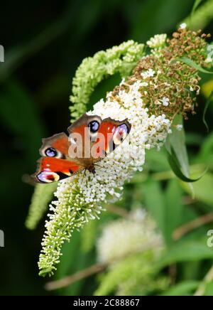 Heller, schöner Schmetterling mit Augen auf den Flügeln auf einer weißen Blume. Es ist ein Pfauenschmetterling. Die Blume ist Teil eines Schmetterlingsbusches. Stockfoto