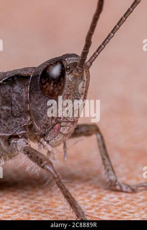 Grasshopper aus nächster Nähe Stockfoto