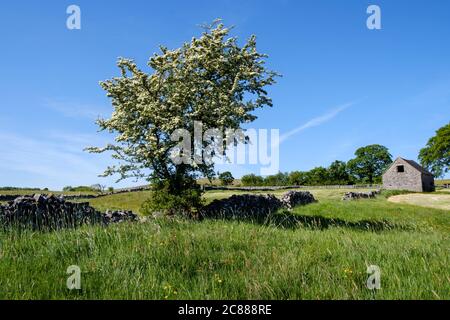 Weißdornbaum blüht im Mai, in der Nähe von Alstonefield, Peak District National Park, Staffordshire, England Stockfoto