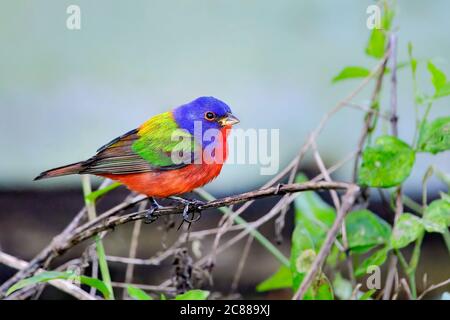 Painted Bunting Male ist nichts als Farben Stockfoto