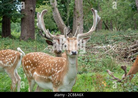 Nahaufnahme eines Damhirsches im Bushy Park, Richmond upon Thames, Großbritannien. Stockfoto