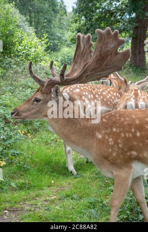 Nahaufnahme eines Damhirsches im Bushy Park, Richmond upon Thames, Großbritannien. Stockfoto