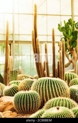 Verschiedene Kakteen im Gewächshaus eines botanischen Gartens. Stockfoto