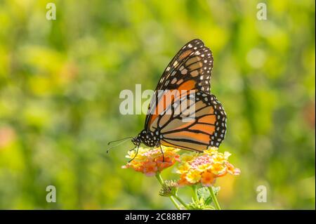 Monarch Schmetterling, (Danaus plexippus). Milchkrautkraut, gemeiner Tiger oder Wanderer, schwarz geädert braun Fütterung auf Lantana Pflanze, Spanien. Stockfoto