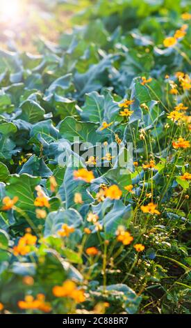 Bio-Gemüsegarten bei Sonnenaufgang, chinesische Brokkoli wächst mit Cosmos schwefelig im Sommer, Cosmos Blumen verhindern Ausbreitung von Pest Insekt. Stockfoto