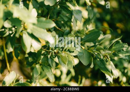 Äste, Blätter und Beeren Lorbeerblatt auf dem Baum. Stockfoto