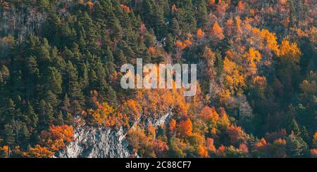 Norwegischer Mischwald wächst auf Küstenberg in der Herbstsaison, natürliche Hintergrund Foto Textur Stockfoto