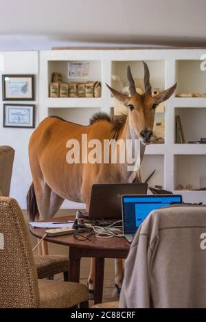 Common Eand steht neben Laptops auf dem Tisch Stockfoto