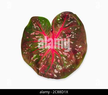 Buntes Blatt Siam Caladium isoliert auf weißem Hintergrund mit Beschneidungspfad. Draufsicht. Nahaufnahme. Stockfoto