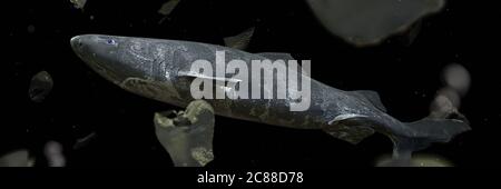 Plastikkontamination im Meer, gefährdeter Grönlandhai, der durch Plastiktüten schwimmt Stockfoto