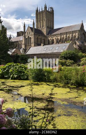 Blick auf die Kathedrale von Wells aus dem Bishop's Garden Stockfoto