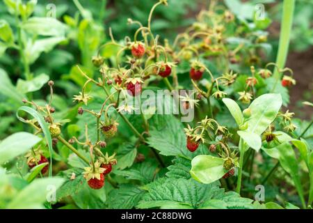 Reife rote Erdbeeren hängen an Zweigen. Reife Beeren im Garten Stockfoto