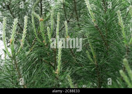 Junge Triebe von Kiefer aus nächster Nähe. Nadelbaum im Wald Stockfoto