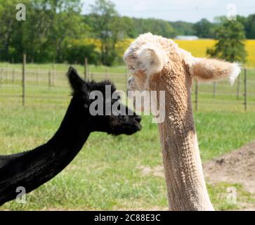 Die Alpaka (Vicugna pacos) Ist eine Art von südamerikanischen Kameliden Säugetier Stockfoto