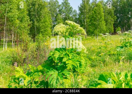 Hohe sphondylium Pflanze im Sommerwald. Gefährliche und giftige Pflanze Stockfoto