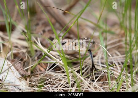 Eastern Hognose Stockfoto