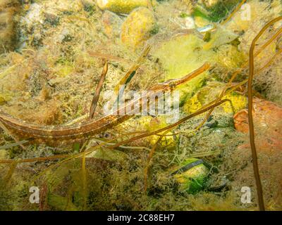 Nahaufnahme eines Entelurus aequoreus oder Schlangenpfeifens. Bild von einer Meereslandschaft in Oresund, Malmö Südschweden Stockfoto