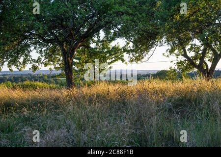 Abendlicht über East Pennard, Somerset, England, Großbritannien. Stockfoto