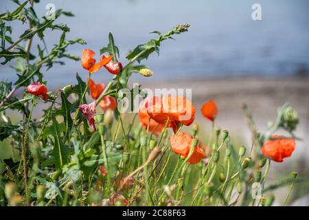 Orangefarbene Mohnblumen auf einem Feld mit einem verschwommenen blauen Himmel als Hintergrund. Bild aus Landskrona, Schweden Stockfoto