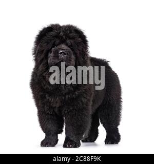 Majestätisch solide schwarz Chow Chow Hund Welpen, seitlich nach vorne stehend. Blick auf die Kamera. Mund geschlossen. Stockfoto