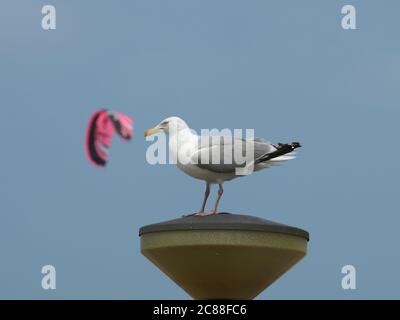 Möwe steht auf einer Straßenbeleuchtung im fokussierten Vordergrund, Surf Kite im verschwommenen Hintergrund Stockfoto