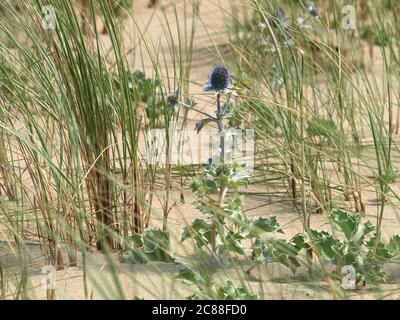 Seetauchflausch (Eryngium maritimum) in den Dünen von Katwijk/NL. Nahaufnahme, selektiver Fokus Stockfoto