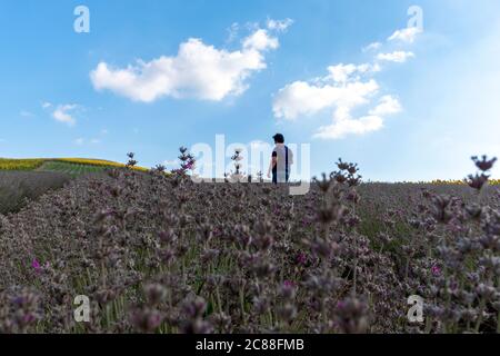 Der Mensch läuft auf dem Lavendelfeld. Sommerfeld. Blauer Sommerhimmel. Stockfoto