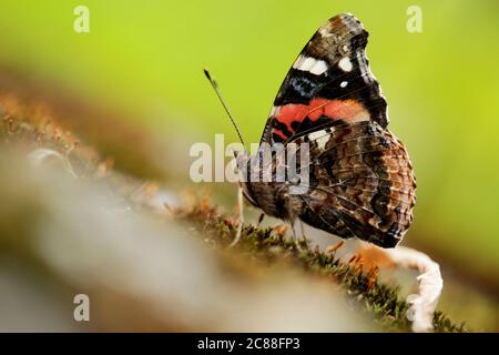 Schmetterling, Rusalka Admiral, Vanessa atalanta Stockfoto