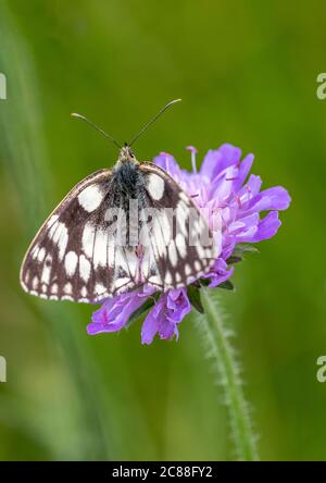 Marmorweiß (Melanargia galathea) ist ein unverwechselbarer und attraktiver schwarz-weißer Schmetterling. Auf einer lila Blume mit schlichtem grünen Hintergrund. Stockfoto