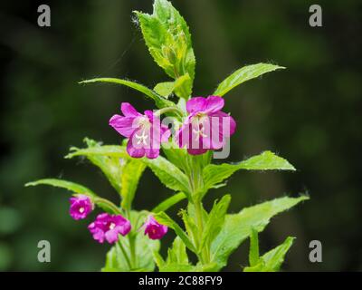 Hübsche rosa Blüten und grüne Blätter von großen Weidenkräuter, Epilobium hirsutum, fangen Sonnenlicht Stockfoto