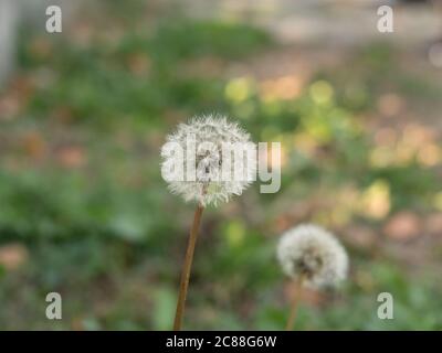 Löwenzahn-Kopf in komplett abgerundeter Form, verblasste Farbtöne, auf natürlichem Hintergrund. Stockfoto