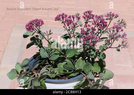 Beschriftetes Beispiel eines blühenden Zwergs Herbst Freude sedum Steinkropf wächst in einem Behälter mit einem verschwommenen Backstein Terrasse im Hintergrund Stockfoto