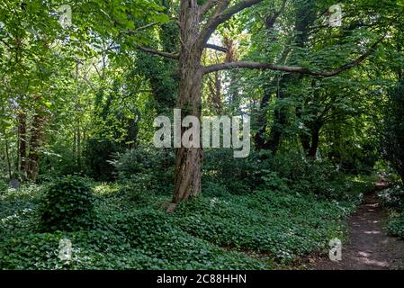 Der vernachlässigte und überwuchert Newington Cemetery, Edinburgh, Schottland, Großbritannien Stockfoto