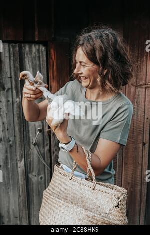 Eine Gastgeberin kümmert sich um die neu geborenen gelben Hühner in ihrem Hof. Kleine Farm und Streichelzoo Konzept Stockfoto