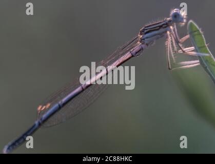 Libelle zeigt Augen und Flügel Detail.Makro-Aufnahmen, schöne Naturszene Libelle. Stockfoto