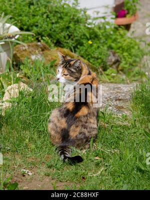 Eine dreifarbige Glückspilz mit dem Rücken zum Fotografen. Stockfoto