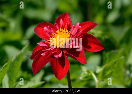 Dahlia Don Hill Schlüsselbeine Art Dahlia Blume Blüte Stockfoto