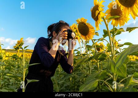 Fotograf Mädchen fotografieren unter den Sonnenblumen. Sonniges Wetter Stockfoto