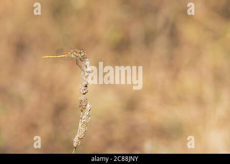 Sympetrum fonscolombii. Wirbellose fliegende Tier, Insekten Klasse. Libellen sind fleischfressende Insekten, haben 4 transparente Flügel mit feinen Rippen. Stockfoto