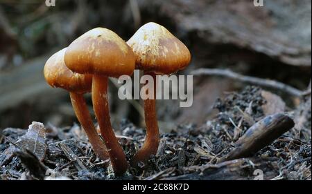 Nahaufnahme von Laccaria Pilzen, die auf dem Boden wachsen Stockfoto