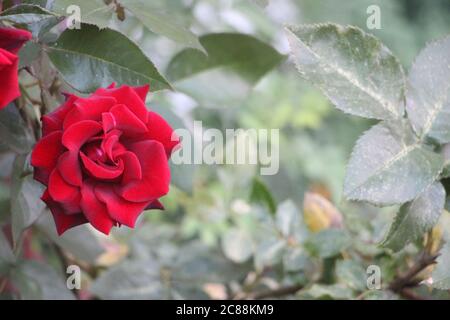 Rote Rose auf dem Zweig im Garten. Selektiver Fokus Stockfoto