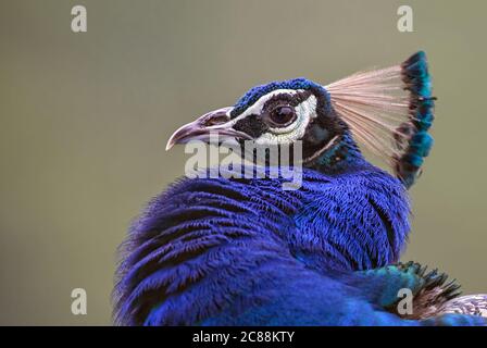 Indian Peafowl - Pavo cristatus, wunderschön ikonischen farbigen Vogel aus indischen Wäldern und Wiesen, Sri Lanka. Stockfoto