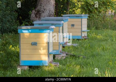 Reihe von gelben und blauen Bienenstöcken in grüner Wiese. Die Nesselsucht, die in Reihe auf dem Bienenstock stehen, mit den Bienen im Feld. Viele Bienenstock auf Grasfeld. Bienenzucht Stockfoto